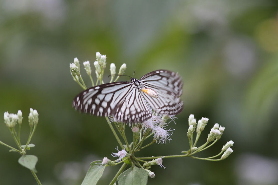 a0094850_19375189.jpg