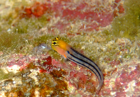 e0184067_5265544.jpg