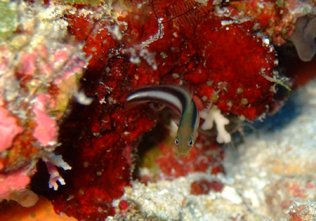 e0184067_5272059.jpg