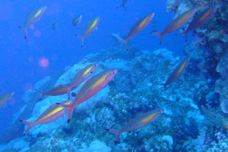 e0184067_5272998.jpg