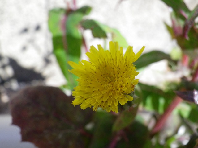 d0054276_19493427.jpg