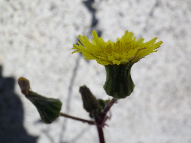 『野芥子の花と・・・・・』_d0054276_19494817.jpg