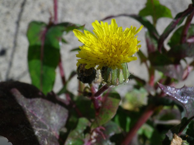 『野芥子の花と・・・・・』_d0054276_19502378.jpg