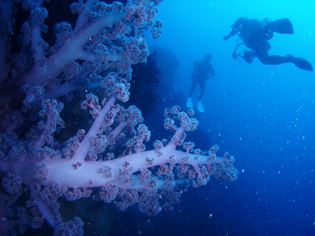 Dive303-306　伊豆大島・秋の秋の浜_c0131981_21402180.jpg