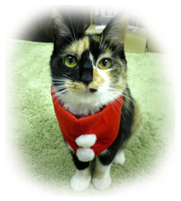 お家でほっこりクリスマス_d0224894_12293616.jpg