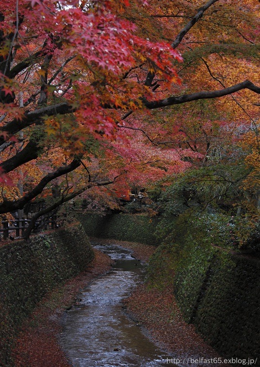 天神さんの紅葉_f0095094_23191339.jpg