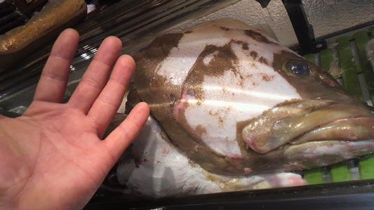 11キロあら（クエ）_f0232994_6543669.jpg