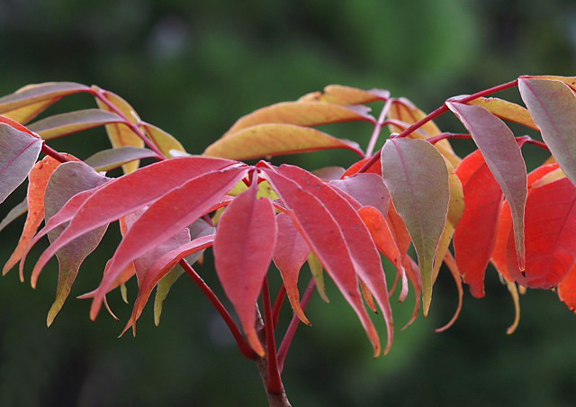 140 UME PLUM – mitosaya botanical distillery