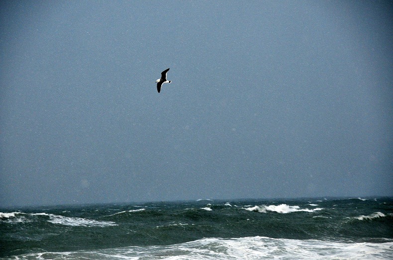 Wave,Life； 日本海の生き方_b0128609_14181724.jpg