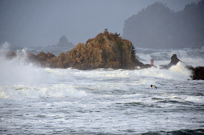 Wave,Life； 日本海の生き方_b0128609_1418422.jpg