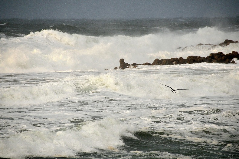 Wave,Life； 日本海の生き方_b0128609_1418636.jpg