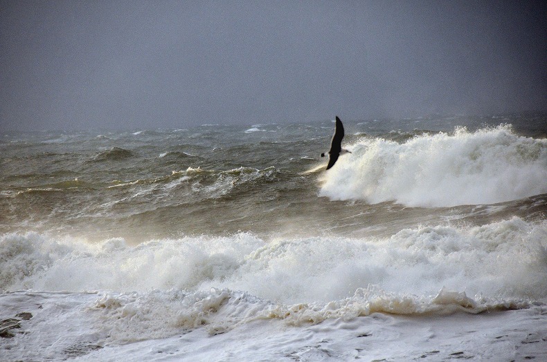 Wave,Life； 日本海の生き方_b0128609_1418996.jpg