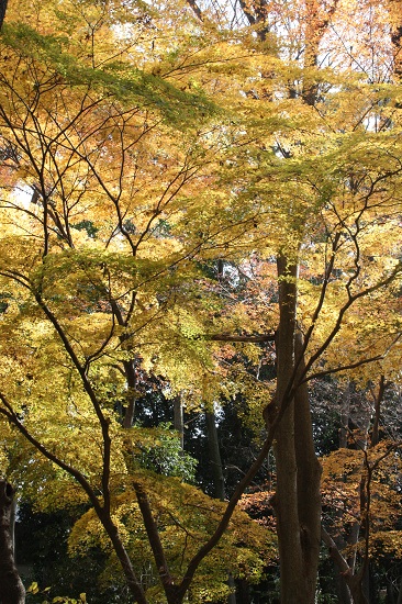 糺の森～下賀茂神社_f0162319_23162016.jpg