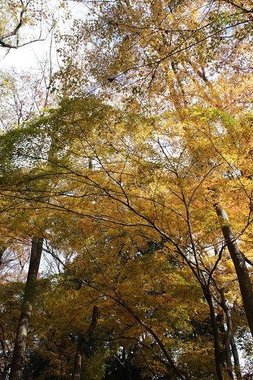 糺の森～下賀茂神社_f0162319_23163367.jpg