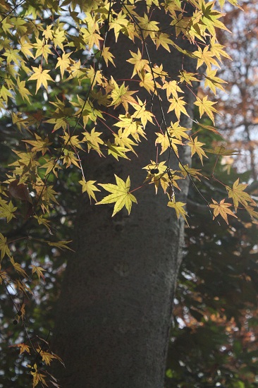 糺の森～下賀茂神社_f0162319_23171856.jpg