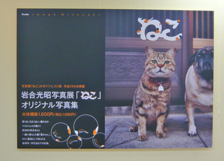 『岩合光昭写真展』行ってきました。【猫好きなら行け！】_b0123230_17475439.jpg