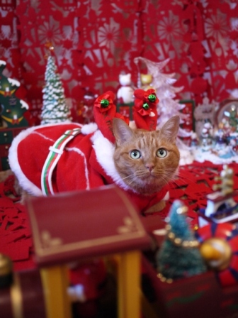 『ゆきねこ写真展』ダイジェスト編。_a0143140_0532488.jpg