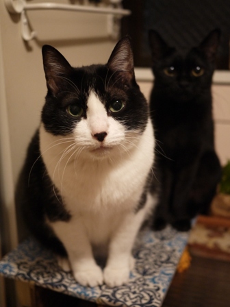 ちいさなお願い猫 空ろった編。_a0143140_23475727.jpg