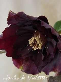 e0118257_1620051.jpg