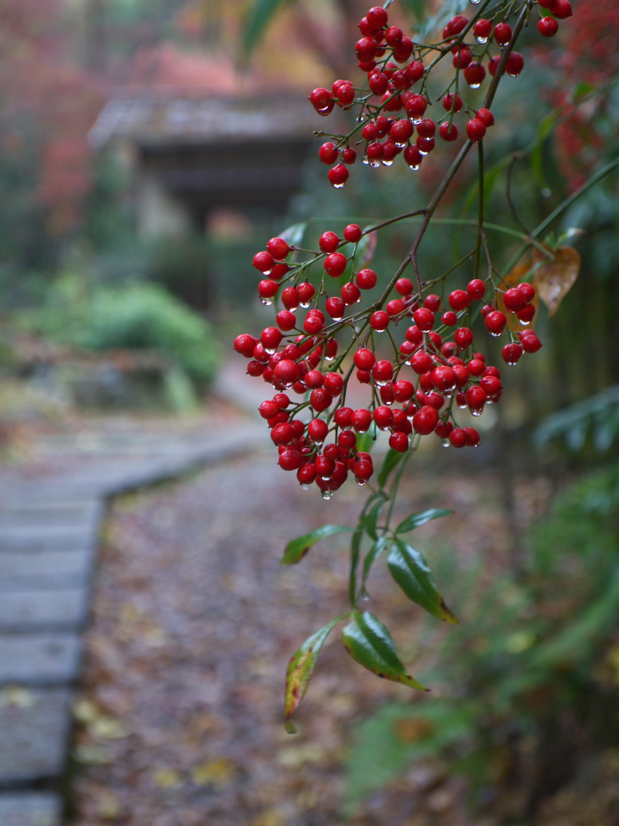 紅葉　2011 嵯峨野　直指庵_f0021869_19373665.jpg