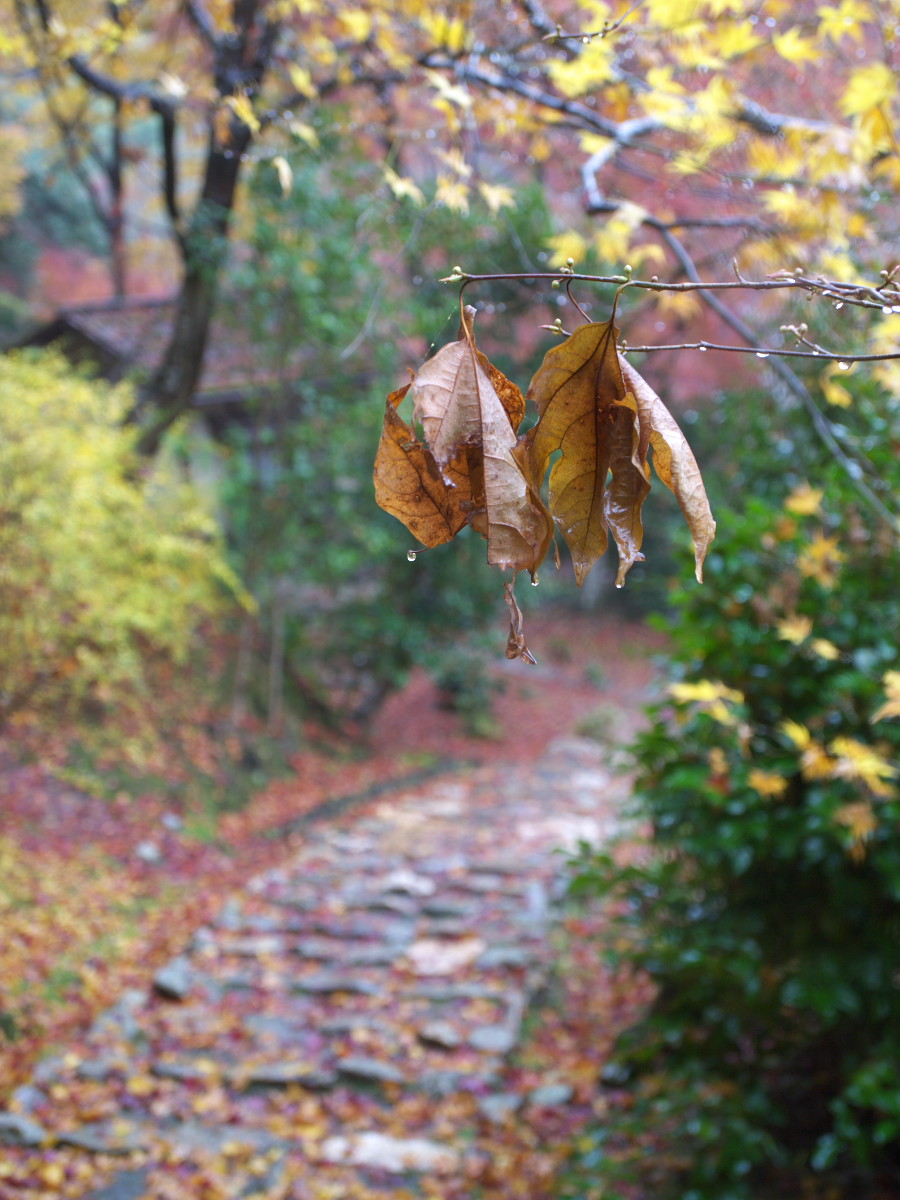 紅葉　2011 嵯峨野　直指庵_f0021869_1941037.jpg