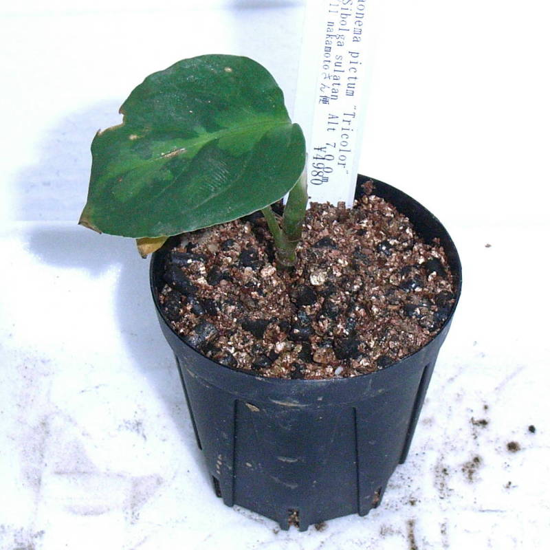 アグラオネマ ピクタム 緑3色 kn便の : aqu@raceae アグラオネマ ピクタム 緑3色 kn便の : aqu@raceae