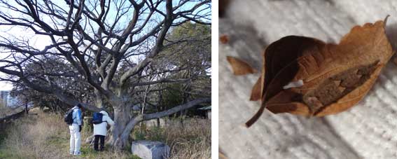 パートナーシップクラブ　大阪城公園生き物調査_e0090670_0551194.jpg