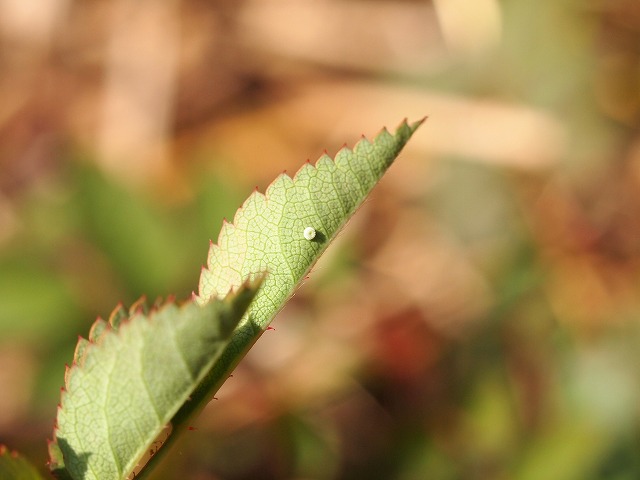 b0135573_17503547.jpg