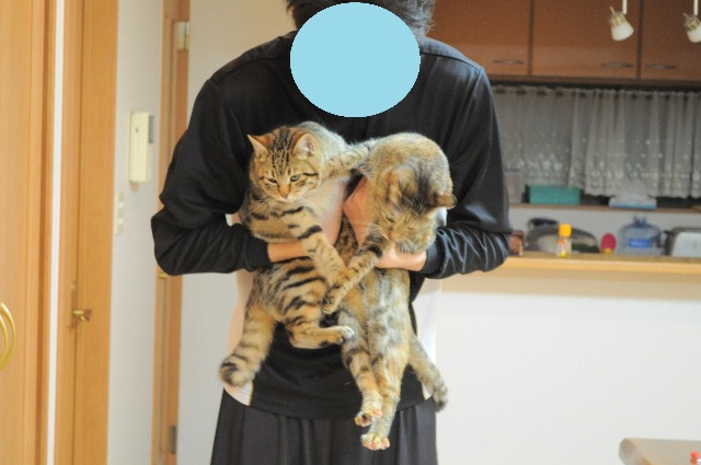 ダブルニャンコ_a0126590_23102525.jpg