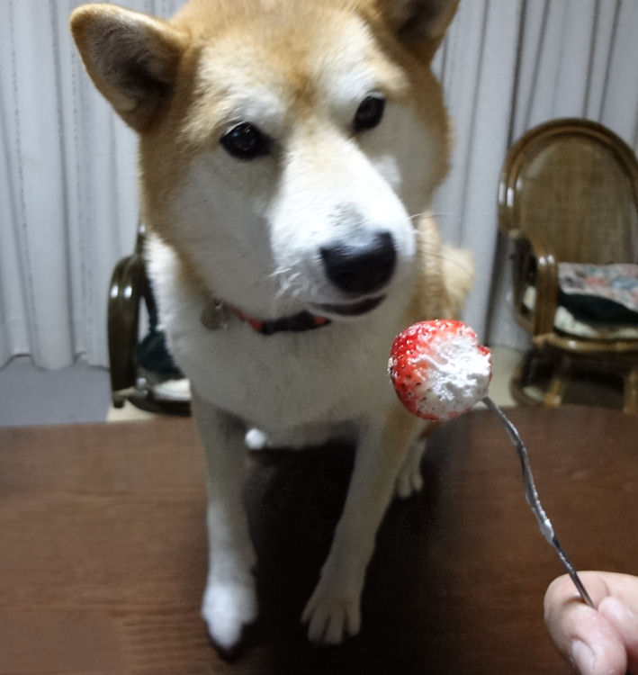 c0061695_21381645.jpg