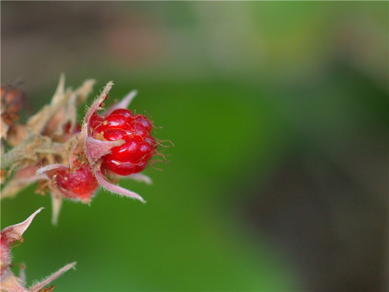 E-PL3フィールドテスト赤塚植物園２_f0224100_919417.jpg