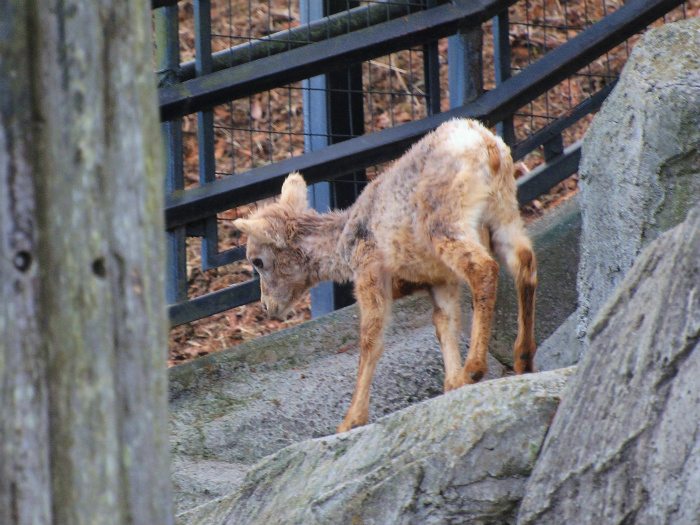 金沢動物園の小さな王様。_a0164204_0115892.jpg