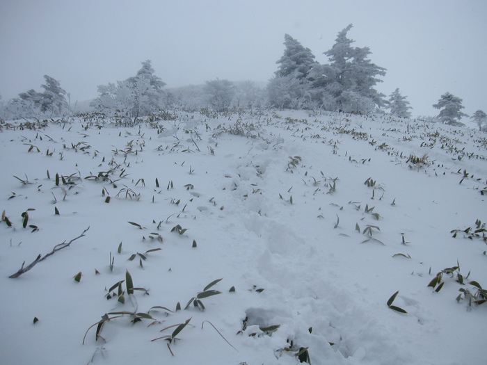 笹ヶ峰　南尾根　新雪ラッセル　_b0124306_22404676.jpg