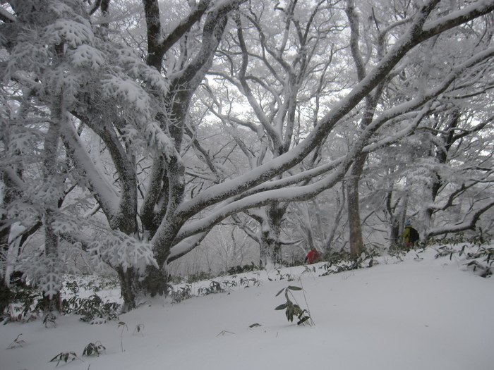 笹ヶ峰　南尾根　新雪ラッセル　_b0124306_22524558.jpg