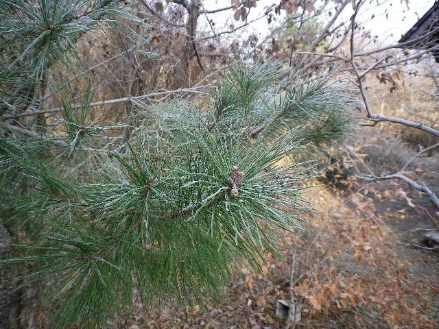 白い世界_e0179508_9185933.jpg