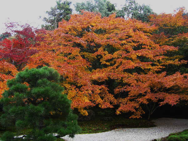 京都の旅　天授庵　その1_d0154609_1211994.jpg