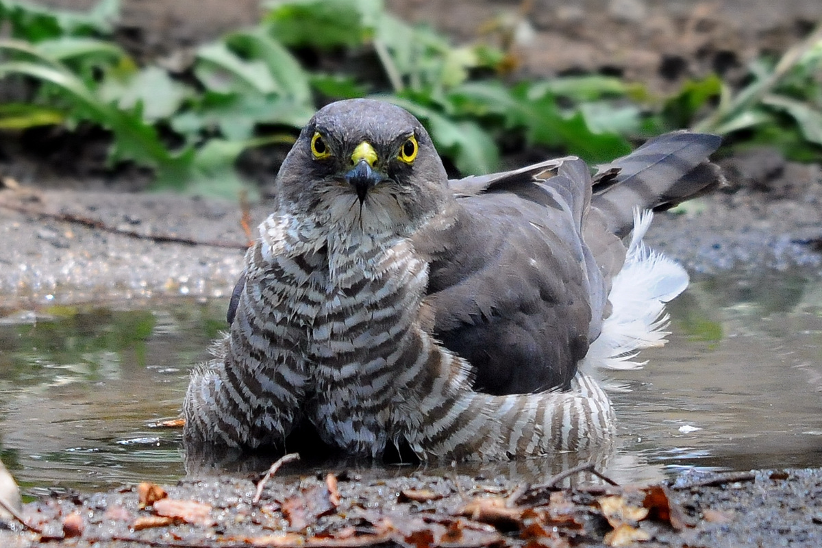 猛禽類の目 爪 嘴 花鳥撮三昧 猛禽類の目 爪 嘴 花鳥撮三昧