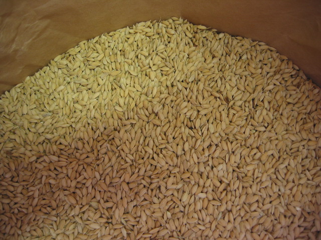 「飼料米 Dec-2011」_a0120513_233023100.jpg