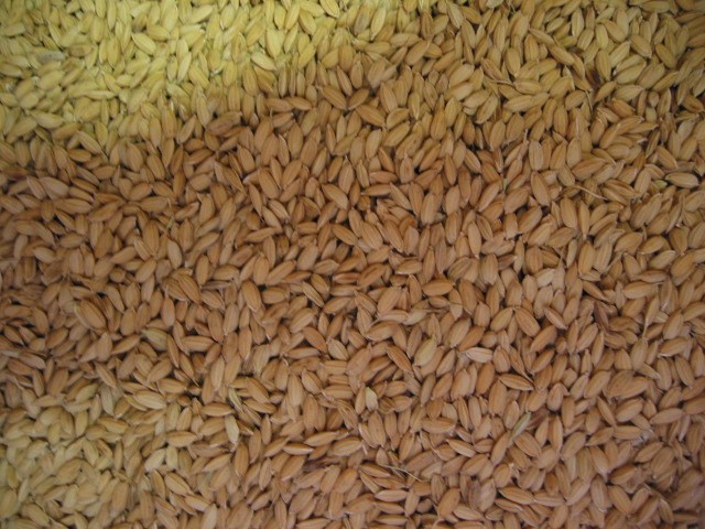 「飼料米 Dec-2011」_a0120513_23324128.jpg