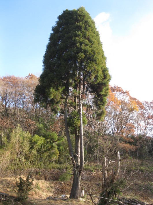 板1マイで~??_a0125419_21262636.jpg