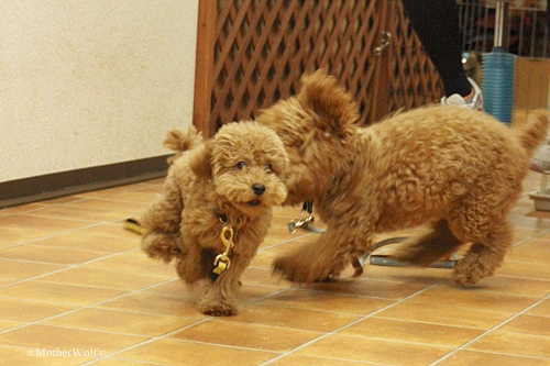 パピーパーティー 2011\'/12月②_e0191026_20254842.jpg