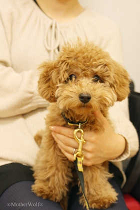 パピーパーティー 2011\'/12月②_e0191026_20263274.jpg