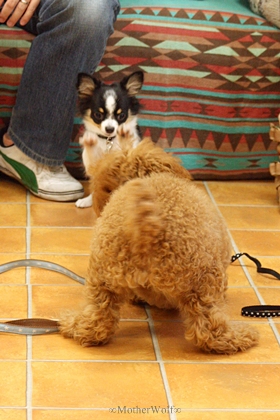 パピーパーティー 2011\'/12月②_e0191026_20265399.jpg