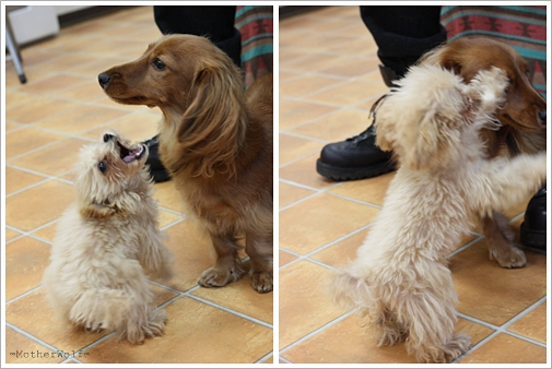 パピーパーティー 2011\'/12月①_e0191026_2044357.jpg