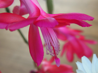 サンルームのジャコバサボテン Holiday Cactus_f0206939_2041468.jpg