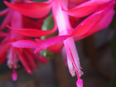 サンルームのジャコバサボテン Holiday Cactus_f0206939_2043977.jpg