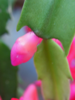 サンルームのジャコバサボテン Holiday Cactus_f0206939_205878.jpg