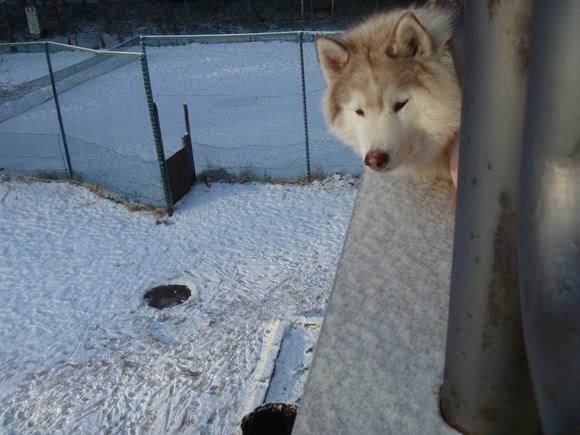 連休３日目①（雪遊びファイナル）_e0121548_1936401.jpg