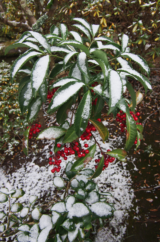 雪景色・三千院（前編）_f0155048_17335756.jpg