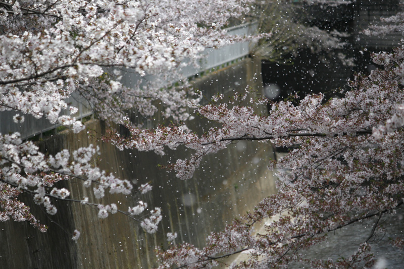 桜_a0246781_22531235.jpg